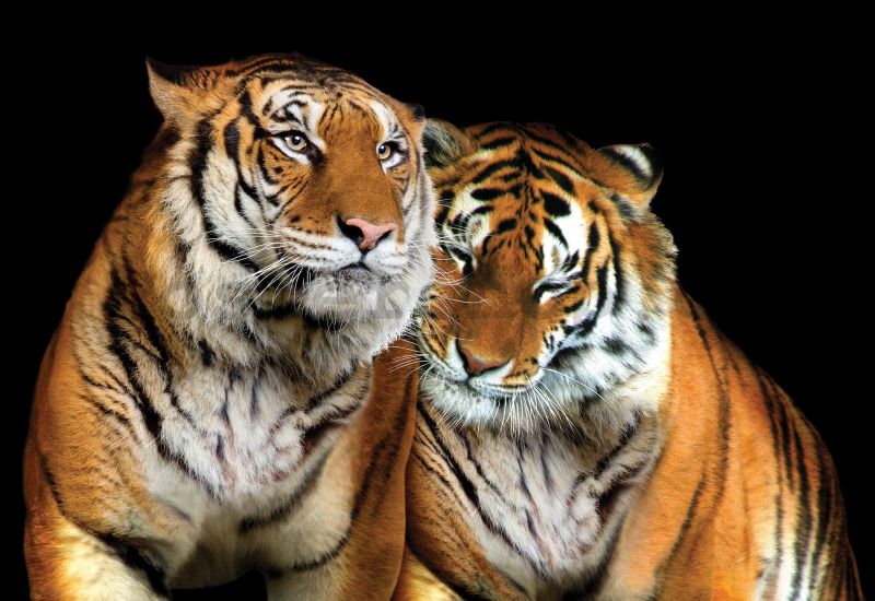já tygr svámího Mahéšvaránandy